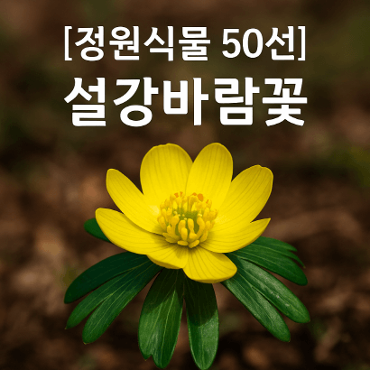 설강바람꽃 : 눈 속에서 피어나는 봄의 전령