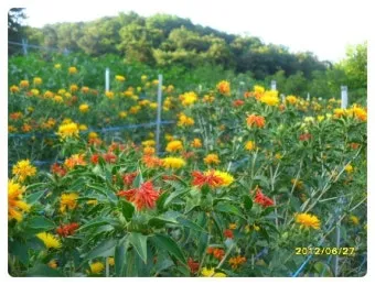 홍화 재배 건조 기후 적합 파종 요령 채종 관리_29