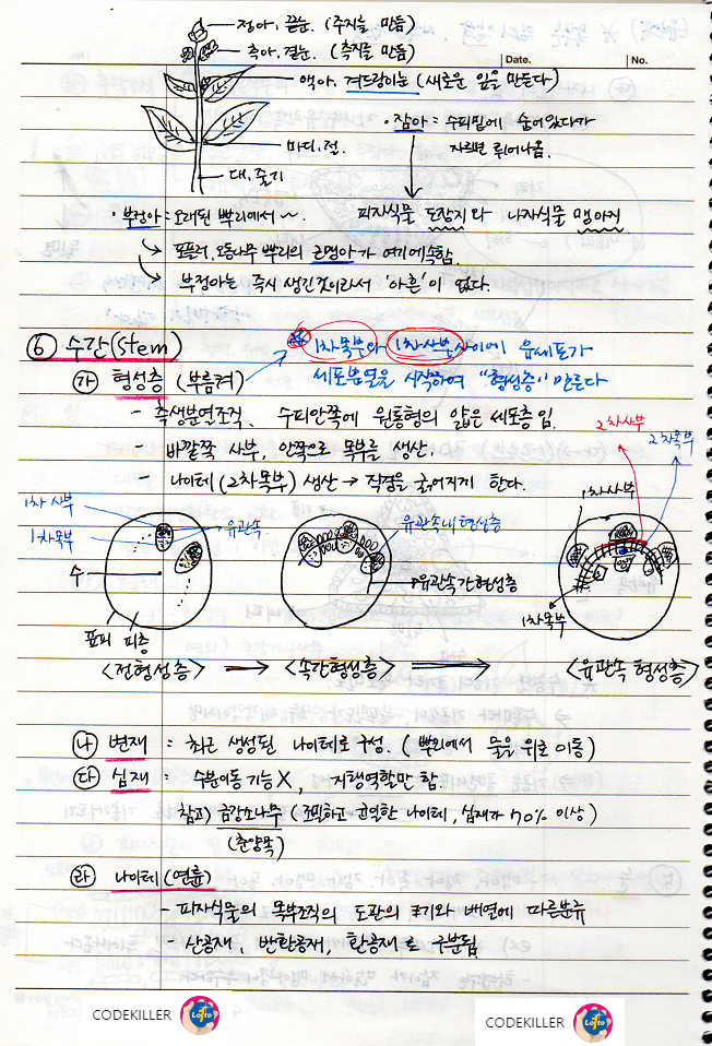 수간 (stem, trunk)