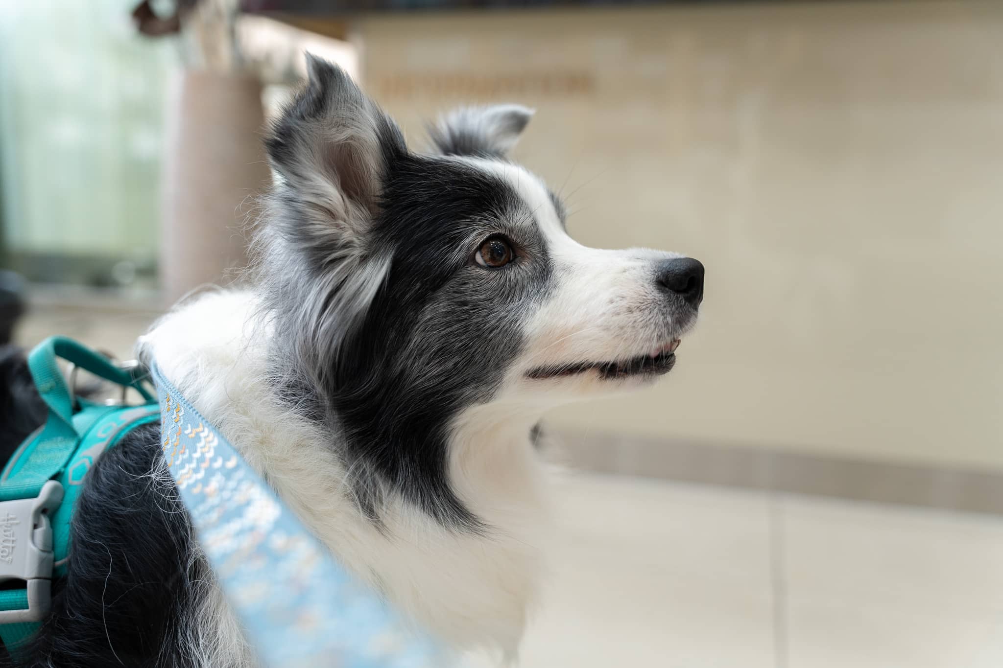 반려동물 스케일링의 효과