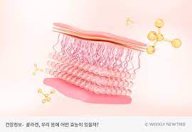 콜라겐 역할 