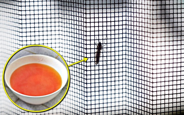 양파 껍질 효능, 파리 모기 쫓는 효과, 양파 껍질차 효능, 양파 껍질 끓인물 효능, 건강 팁줌 매일꿀정보