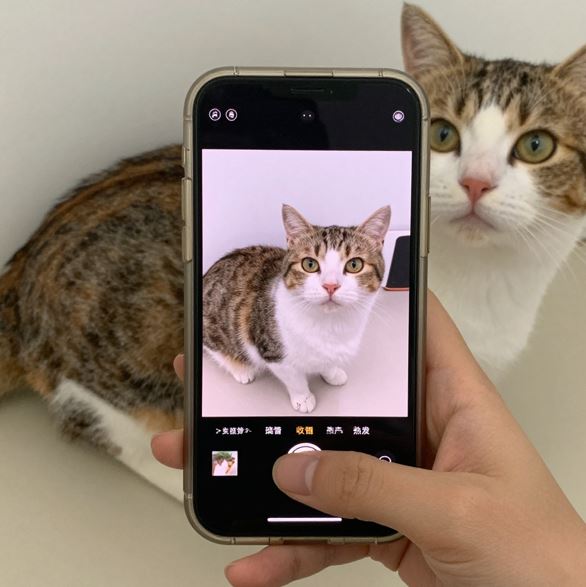 휴대폰으로 SNS에 올릴 고양이 사진을 촬영하는 모습