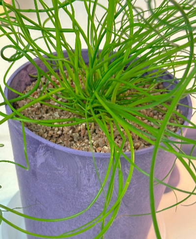 실내 식물 인테리어