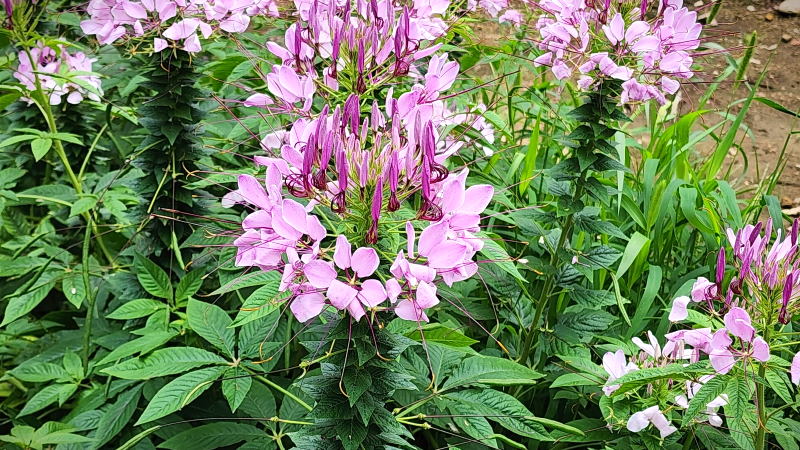 풍접초(風蝶草),족두리꽃, 백화채, 양각채