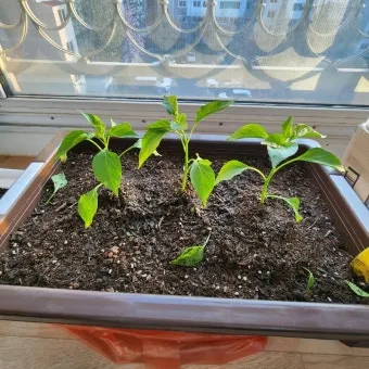 텃밭 고추 키우는 법 모종심기 지지대 순지르기 탄저병 예방_21