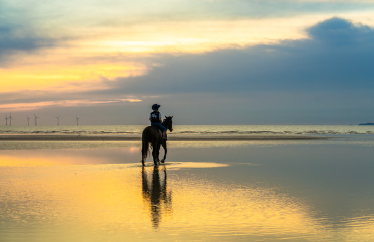 태안 여행 승마 체험 관련 사진