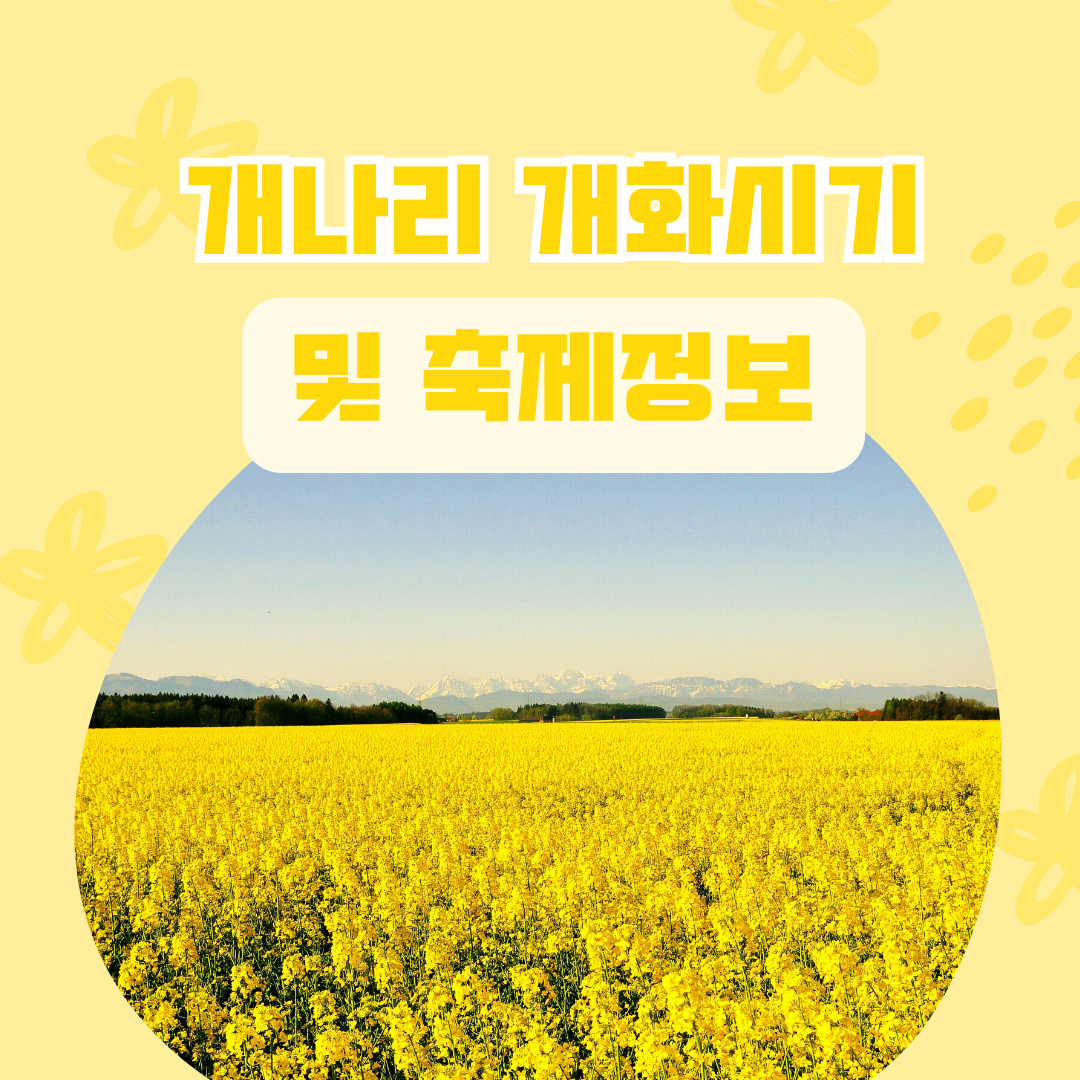 개나리 개화시기 및 축제정보