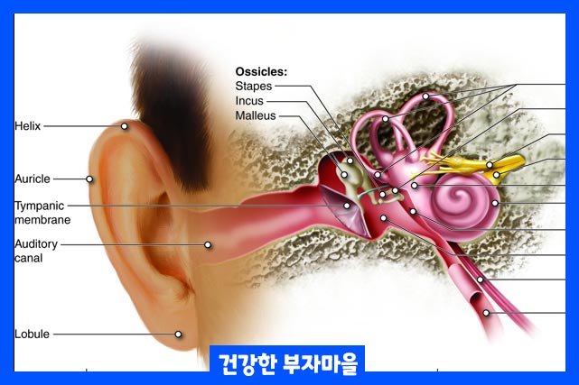 독감, 감기, 풍진, 대상포진이 원인 가능성