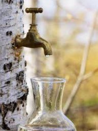 고로쇠 수액&amp;#44; 봄의 기적! 건강과 맛을 동시에 담다