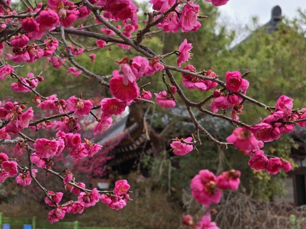 순천 매곡동 탐매마을 : 골목 전체가 붉게 물드는 홍매화 거리