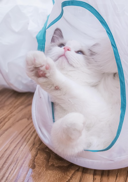 고양이 과그루밍의 원인과 개선 방법 초보 집사가 알아야 할 관리 방법
