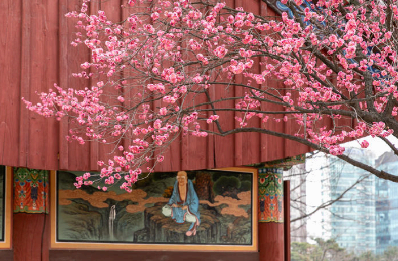 2025. 4. 19. 봉은사 연등제 야경 산책 후기 (겹벚꽃, 라일락, 홍매화 개화상황 포함)