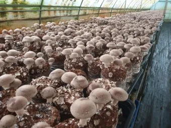 표고버섯 재배 원목 선택 접종 시기 습도 관리_7