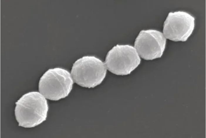 STSS 연쇄상구균