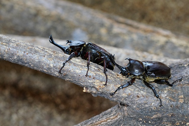 하늘소의 모든 것 관련 이미지
