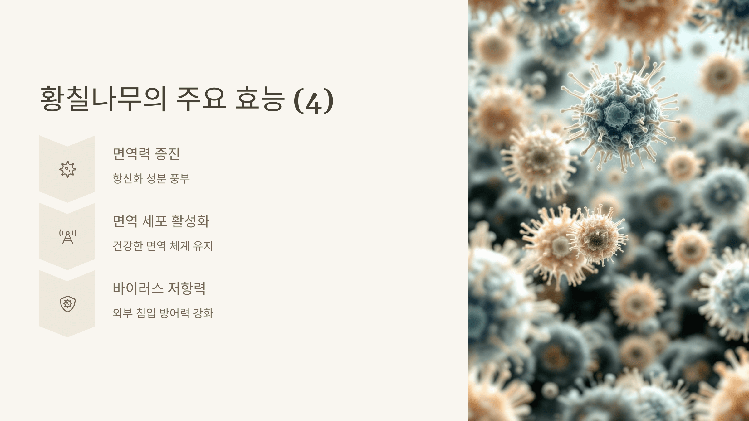 황칠나무 사진입니다.