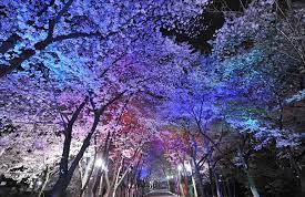 인천 벚꽃 명소 베스트 벚꽃 만화 도당산 벚꽃축제