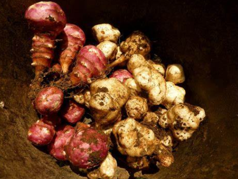 돼지감자_주의사항