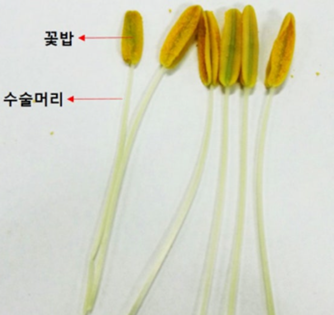 백합꽃 수술