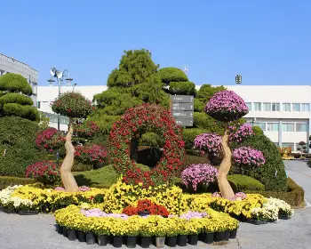 익산 천만송이 국화축제_11