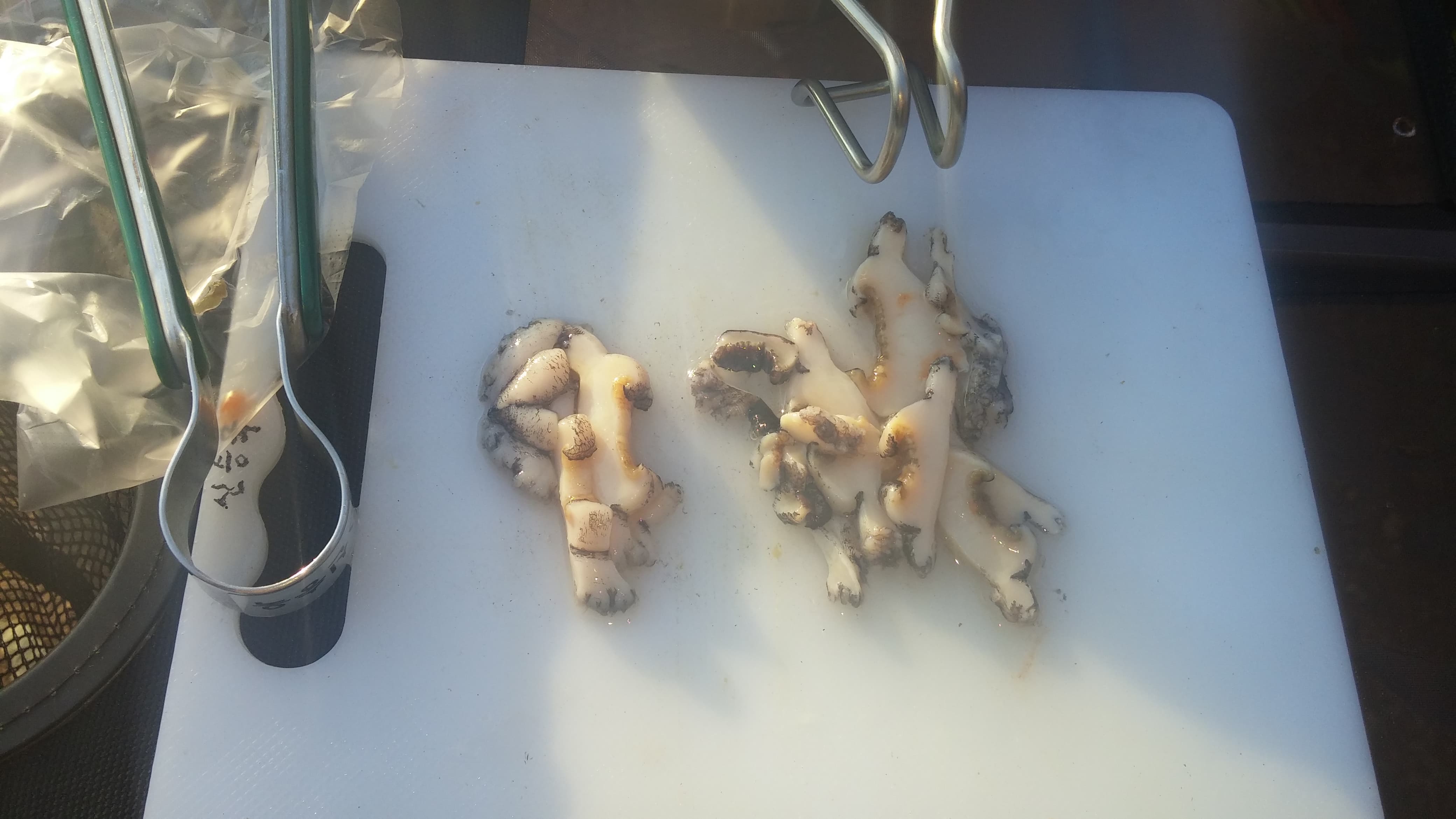 손질된 전복을 회로 썰은 모습