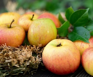 사과의 피부 노화 방지 효능