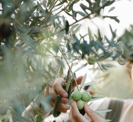 2025 처서 날짜·뜻 총정리|‘처서 매직’은 뭘까? 올해 전망까지