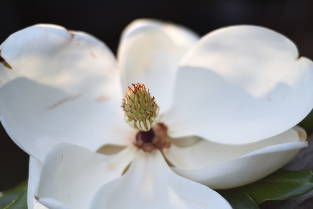 Magnolia.
