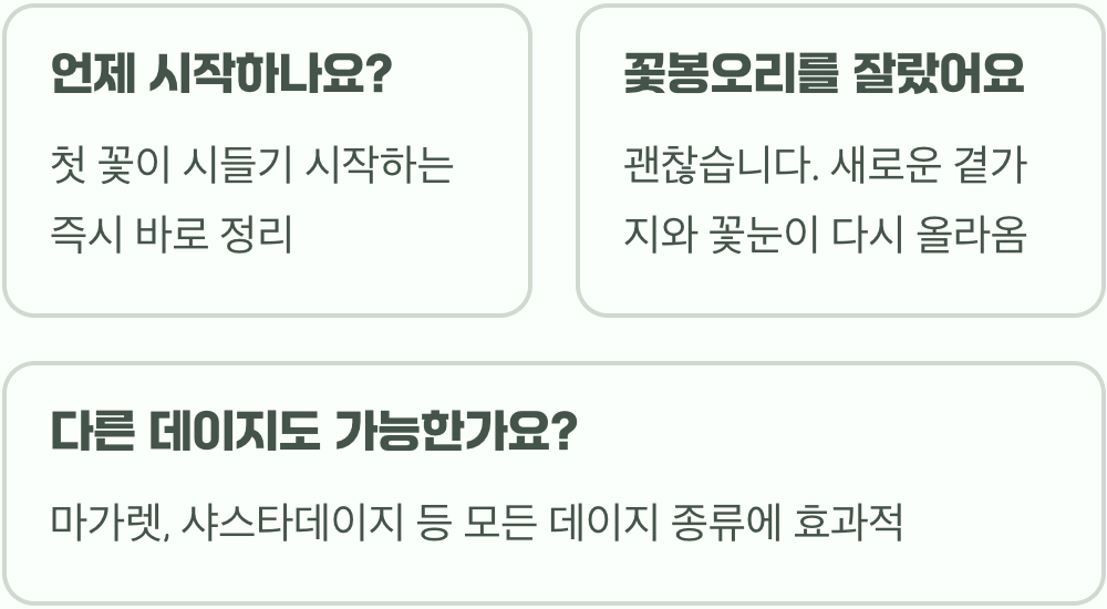 데이지 꽃 오래 보는 비법&amp;#44; 시든 꽃대 잘라주기 효과와 방법