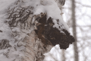 차가버섯 효능10