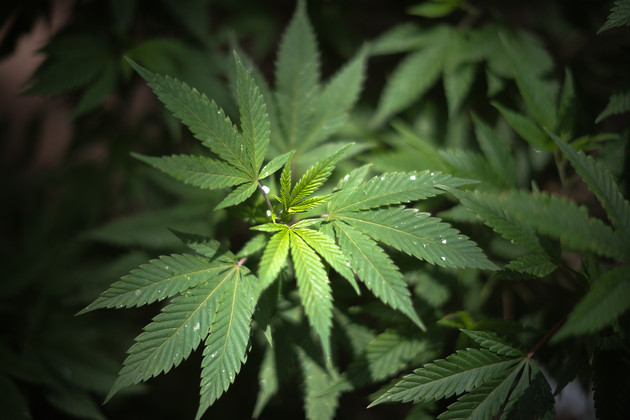 대마초 마리화나