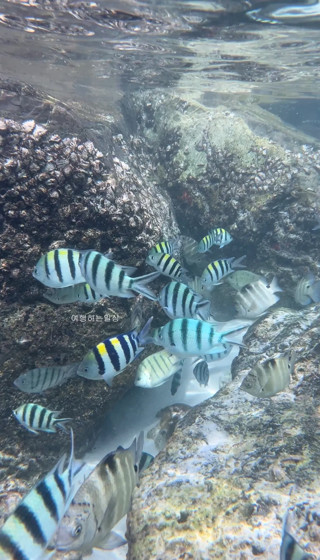 10월-부모님-모시고-나트랑-여행-아미아나리조트-프라이빗비치-스노클링-추천,물고기-먹이,수영복-꿀팁