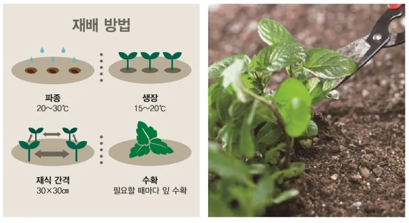 민트 재배 수경 재배 물 갈이 뿌리 번식_2