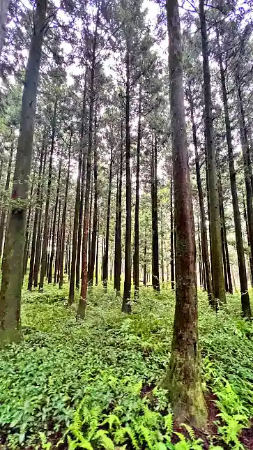 숲사진 입니다.