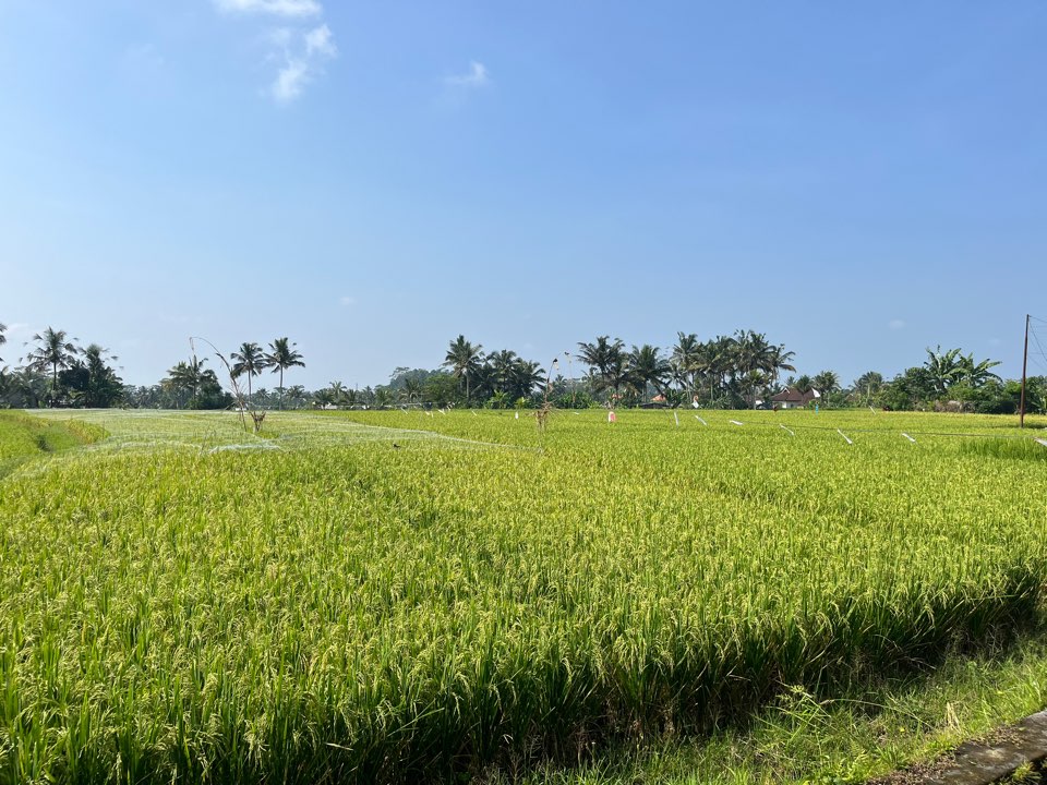 발리 우붓 사진