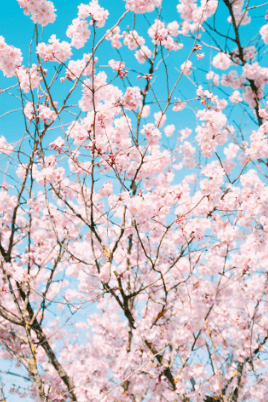 2024년 전국 벚꽃 개화시기 및 명소 추천