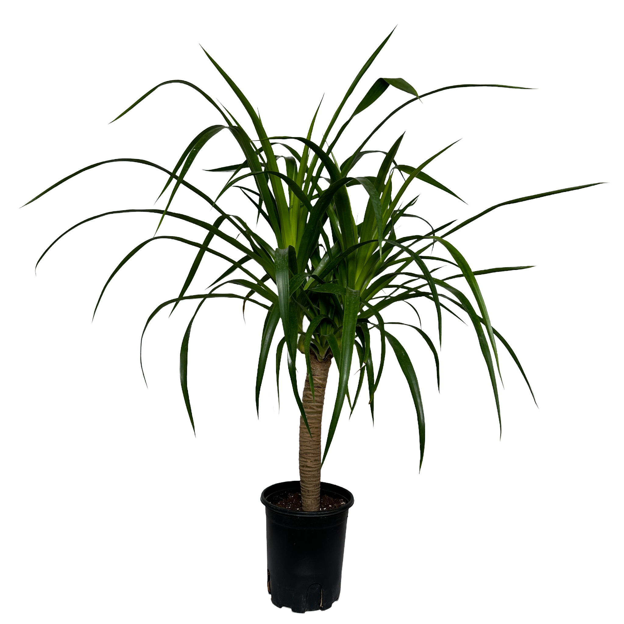 키우기쉬운 실내 정화식물 드라코 키우는 법