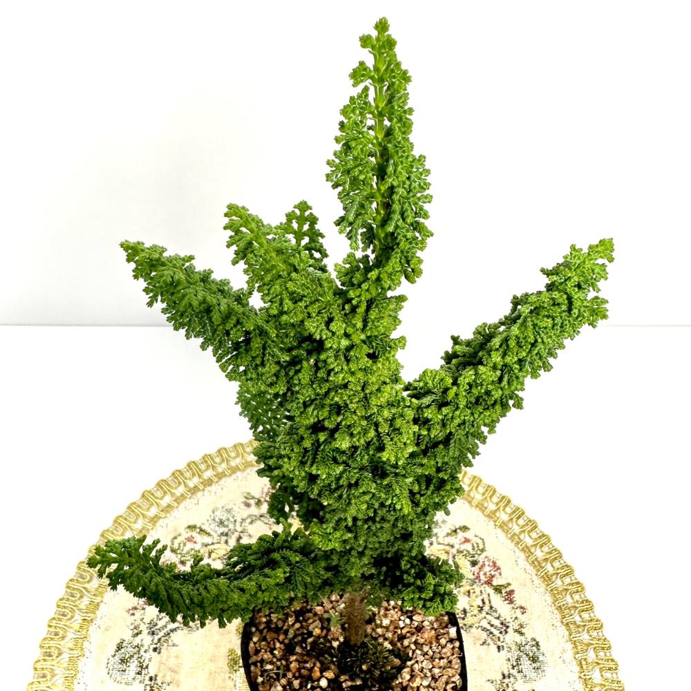 분재 키우기 나무 석화회 키우는 방법