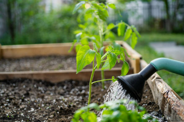 작은 공간에서 손쉽게 채소 기르는 법