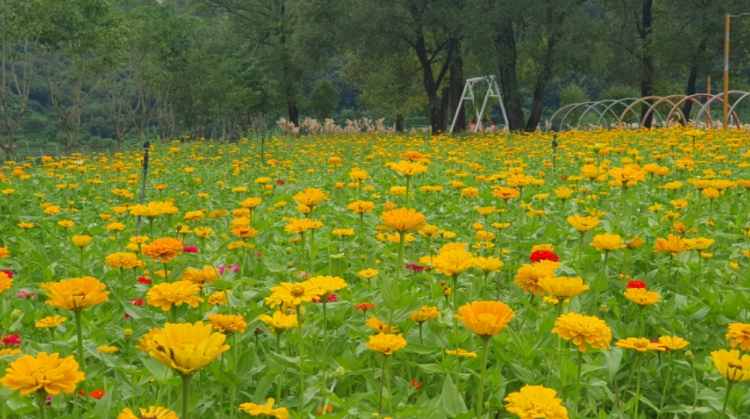 자라섬 꽃 페스타