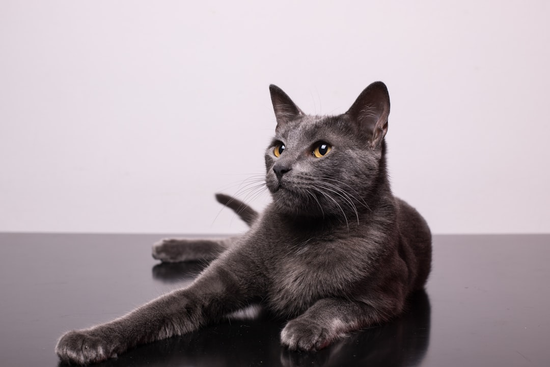 Cat.