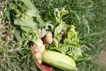 여름 파종작물, 재배작물, 수확작물 종류와 시기_30