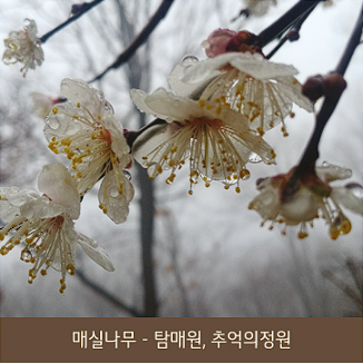 화담숲 예약 모노레일