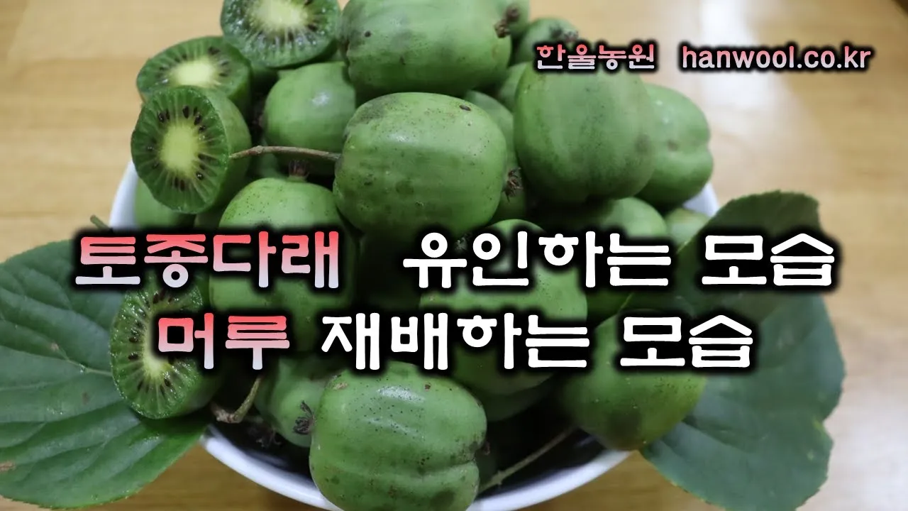 머루 재배 덩굴 유인 전정 관리 당도 올리기_3