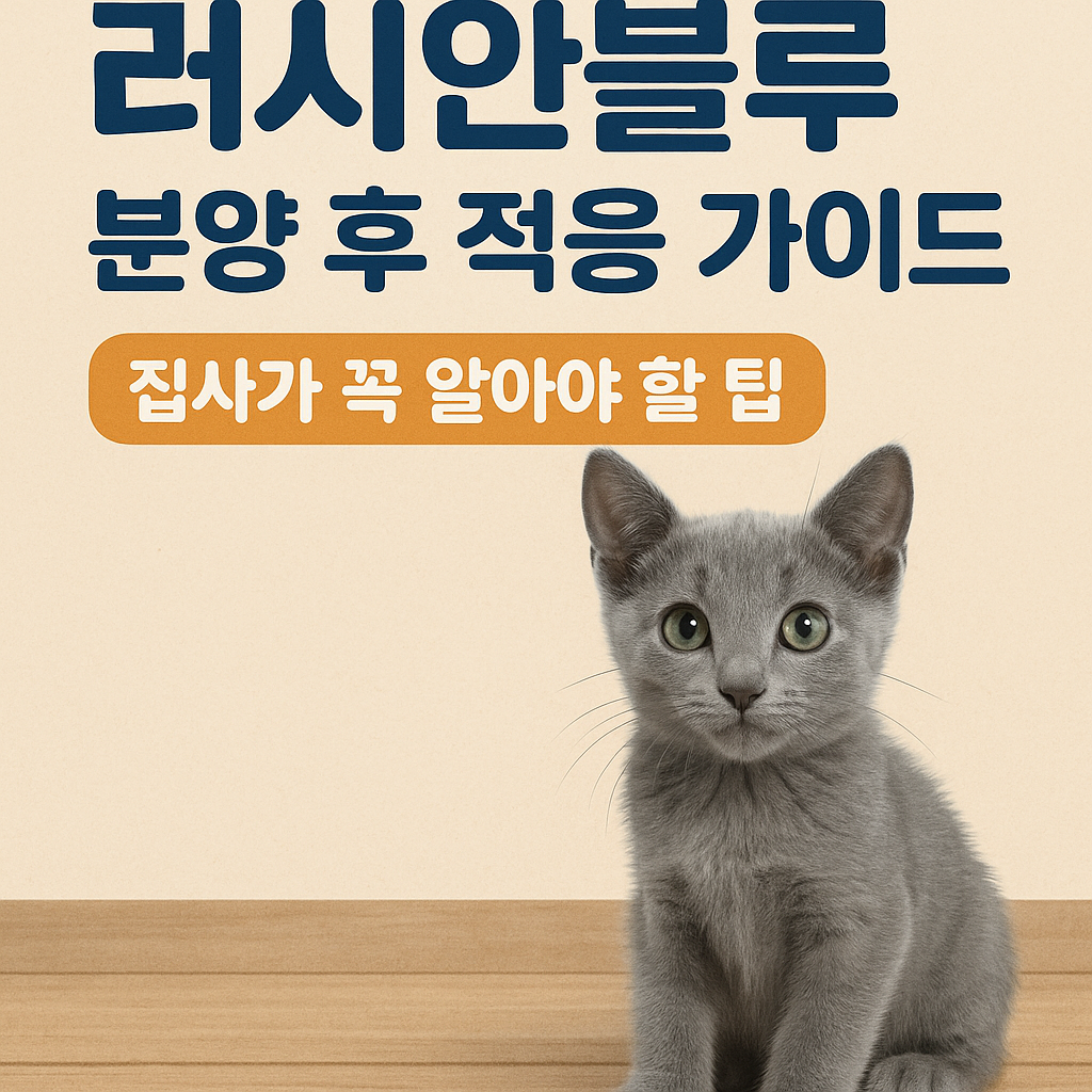 러시안블루 분양 후 적응 가이드