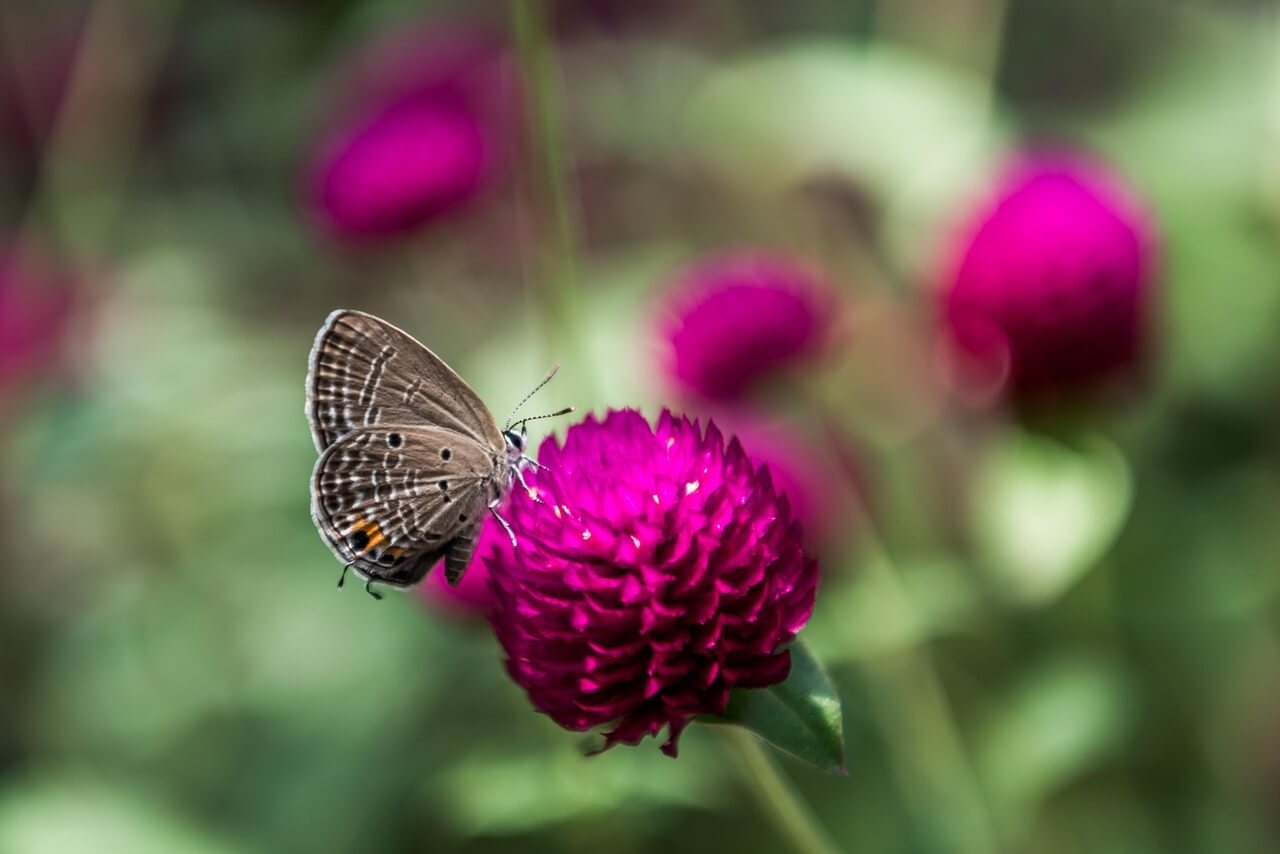 양주 나리공원 천만송이 천일홍축제