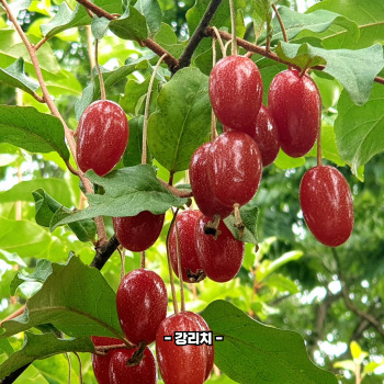 보리수 효능
