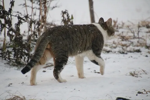 반려동물관리사 취득비용 온라인강의 취업처 은퇴 후 반려업 진입법_6