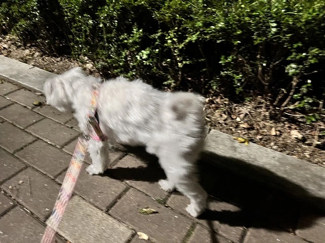 영역-표시를-위해-탐색-중인-똘망이